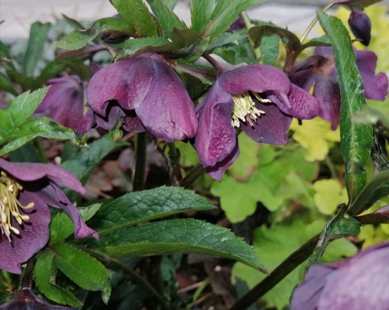  - 2021 feb martie aprilie mai