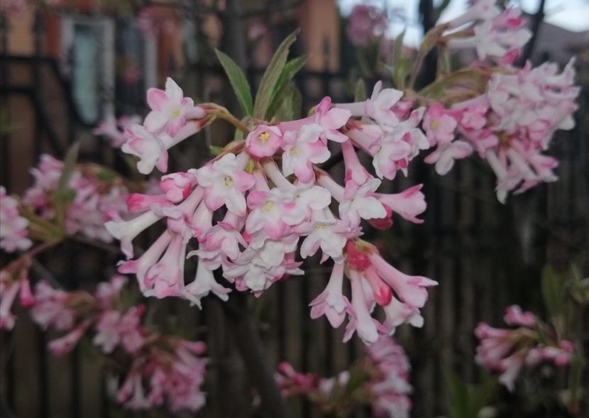  - 2021 feb martie aprilie mai