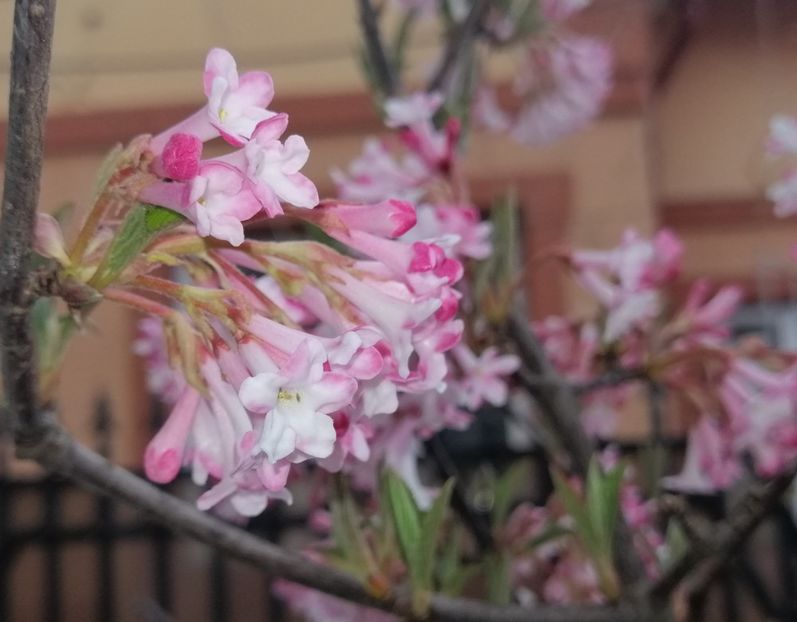  - 2021 feb martie aprilie mai