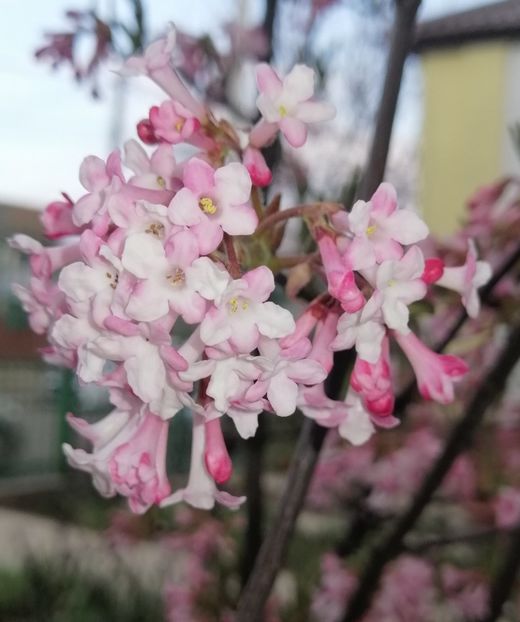  - 2021 feb martie aprilie mai