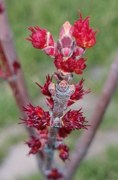  - 2021 feb martie aprilie mai