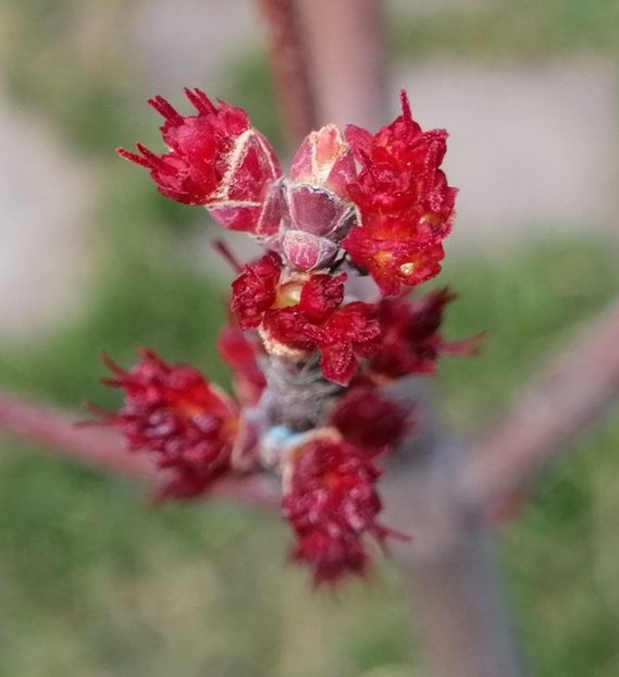  - 2021 feb martie aprilie mai