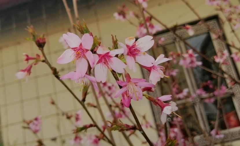  - 2021 feb martie aprilie mai