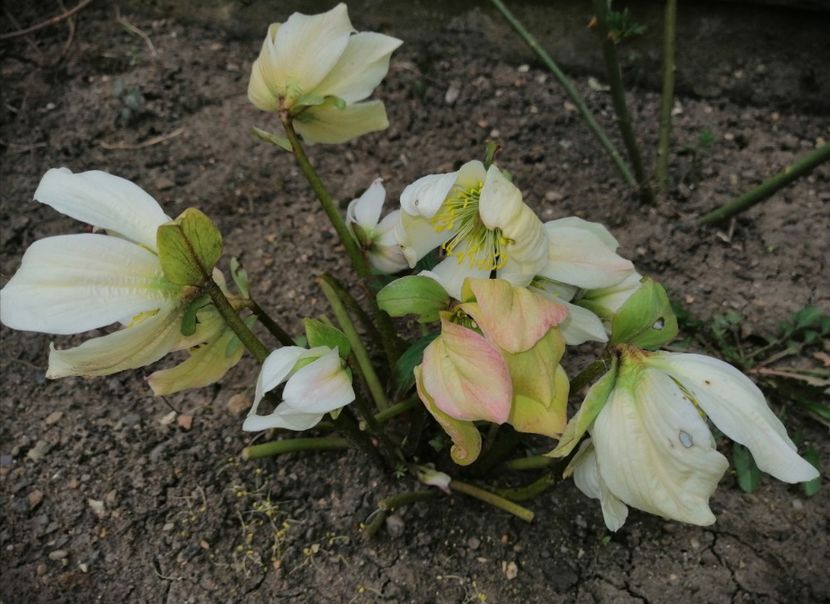  - 2021 feb martie aprilie mai