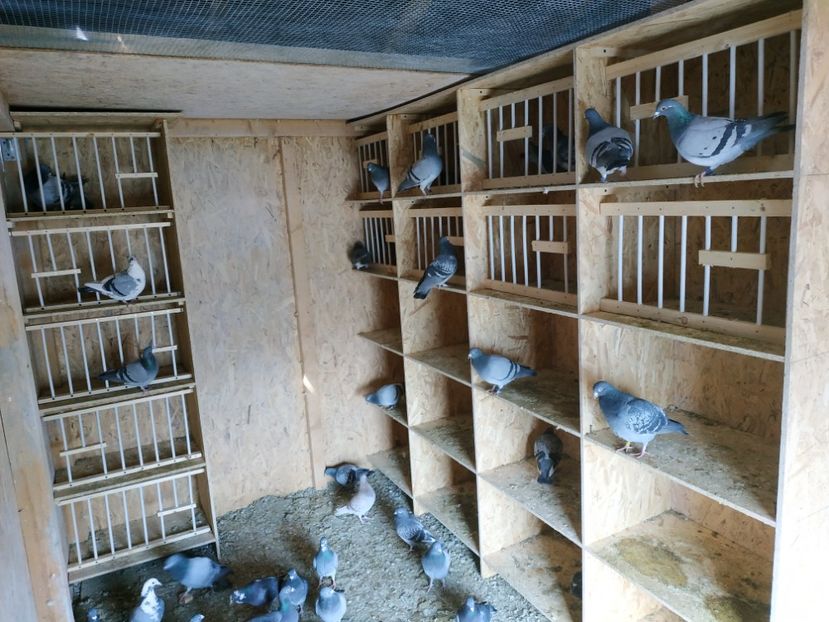  - Volieră nouă 2020