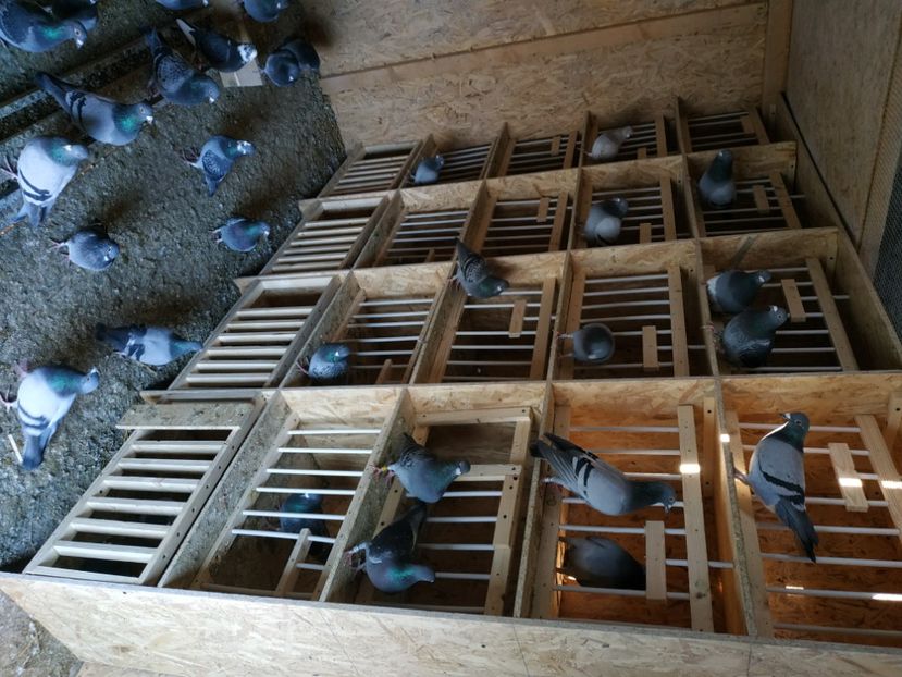  - Volieră nouă 2020