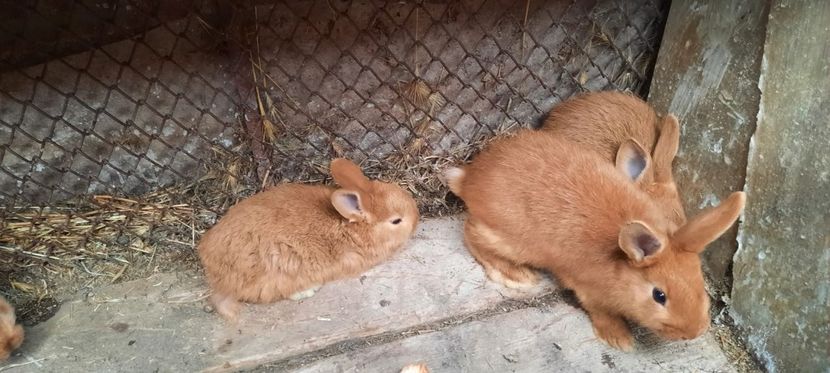 IMG-20210331-WA0002 - iepurasi