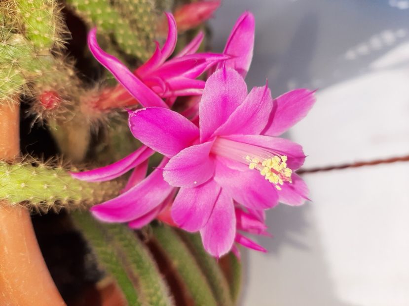  - Florile mele martie 2021