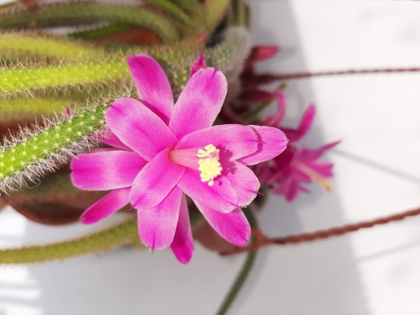  - Florile mele martie 2021