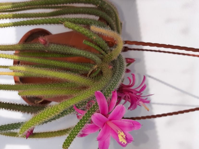  - Florile mele martie 2021