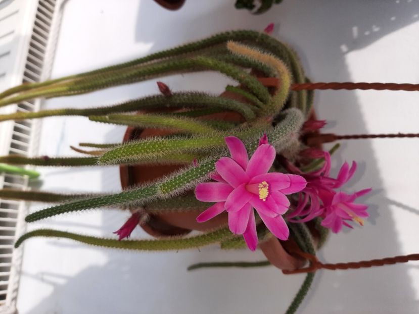  - Florile mele martie 2021