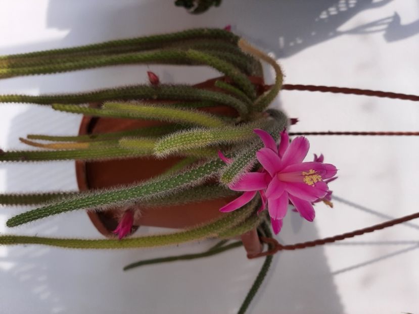  - Florile mele martie 2021