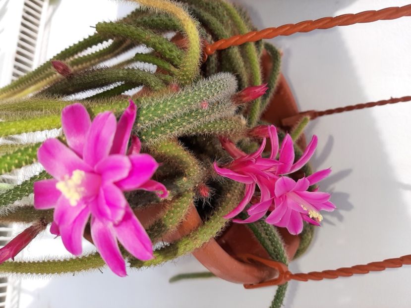  - Florile mele martie 2021