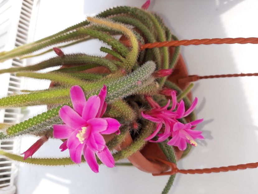  - Florile mele martie 2021