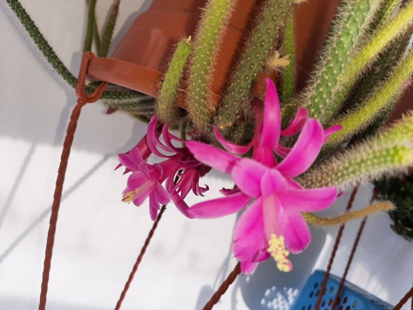  - Florile mele martie 2021