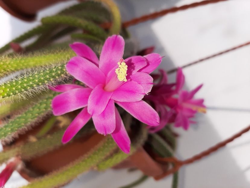  - Florile mele martie 2021