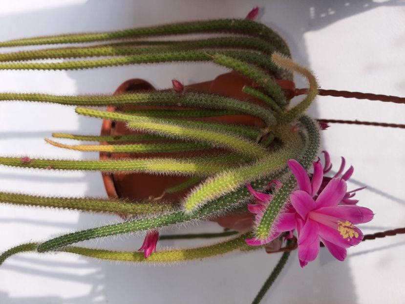  - Florile mele martie 2021