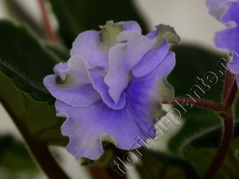 Saintpaulia Anastasia - VIOLETE AFRICANE - Saintpaulia - II