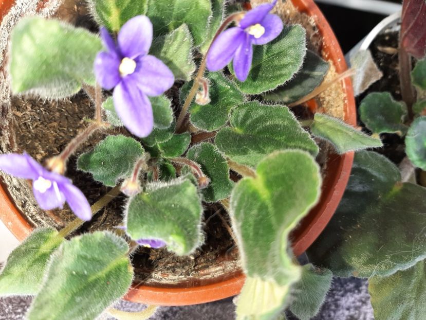  - Florile mele martie 2021