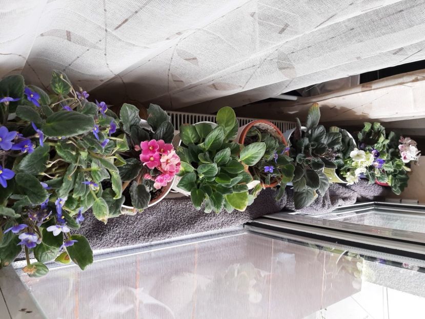  - Florile mele martie 2021