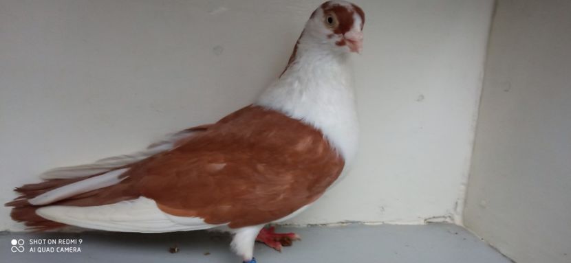  - jucatori de galati pe galben