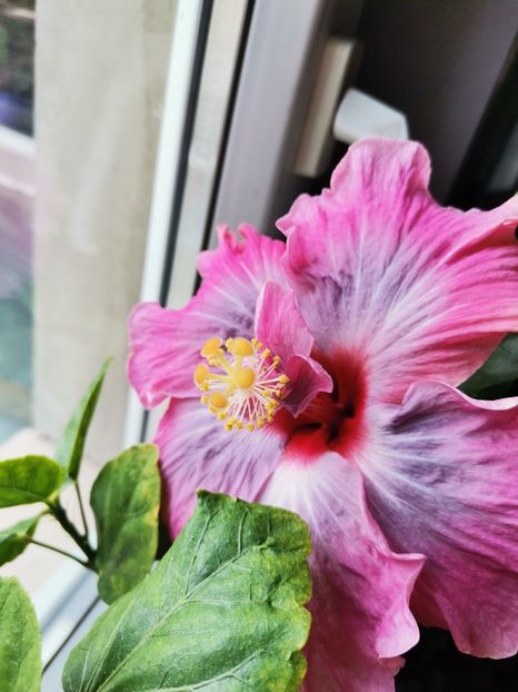 Indian Bride - Hibiscus