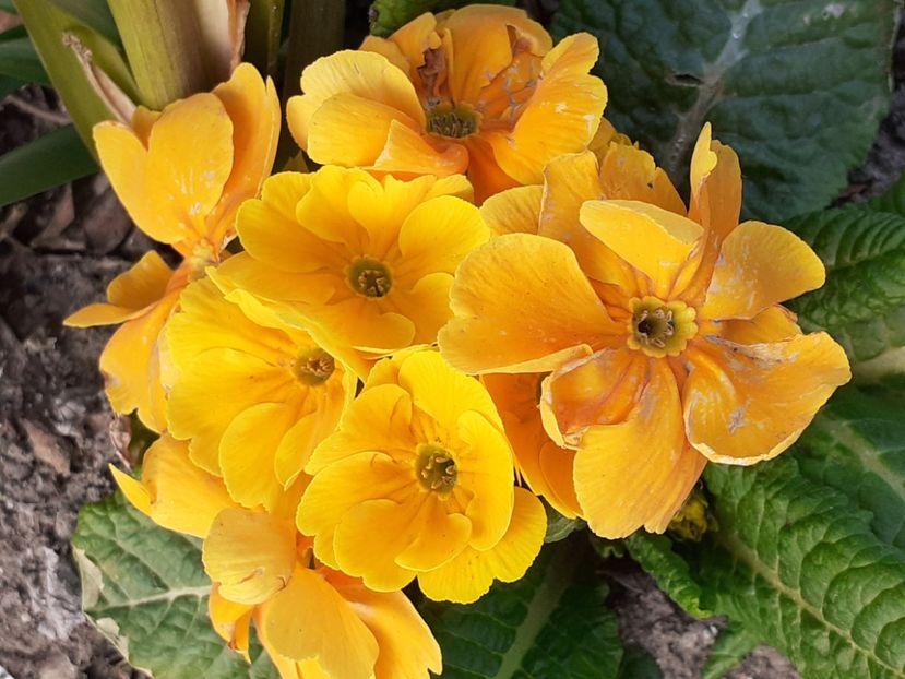  - 002Flori de primăvară 2021