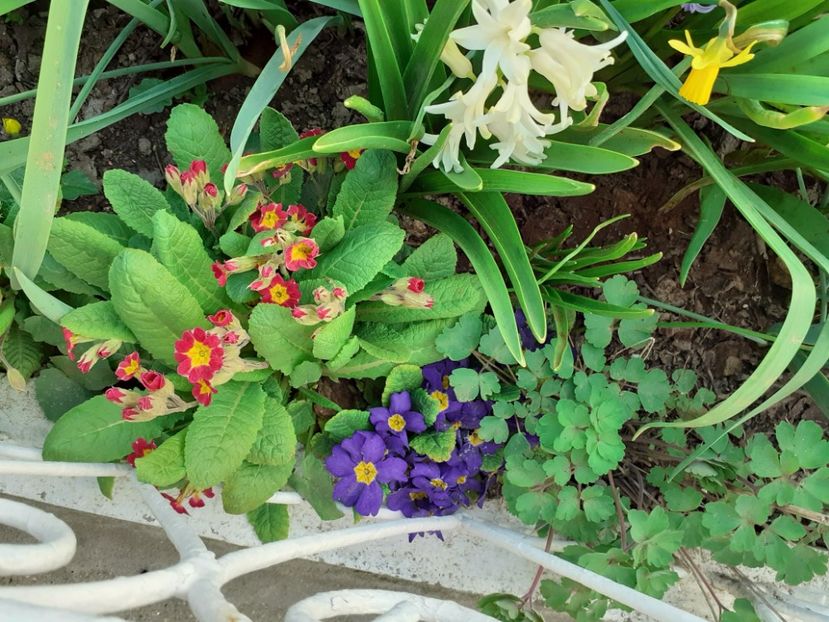  - 002Flori de primăvară 2021