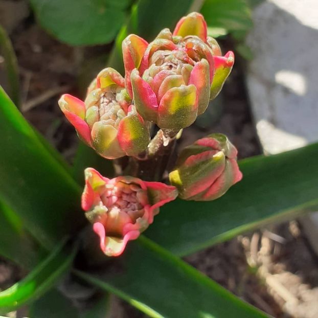  - 002Flori de primăvară 2021