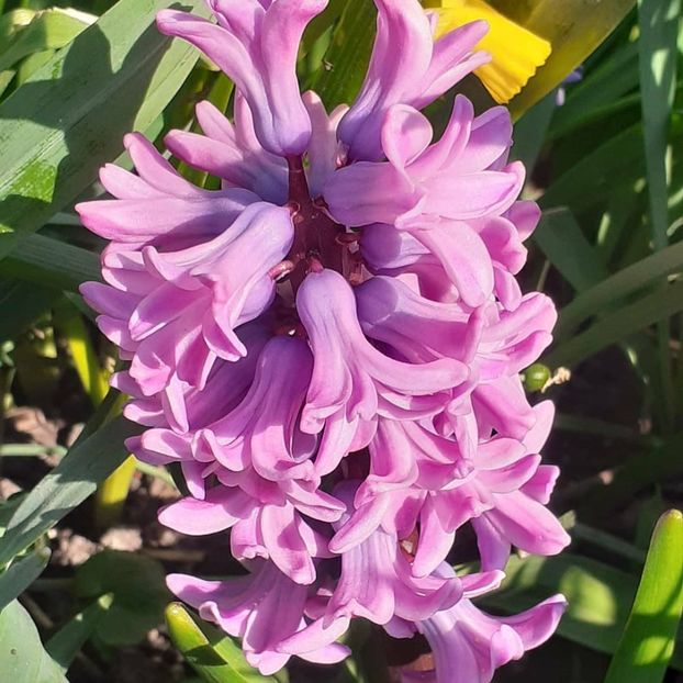  - 002Flori de primăvară 2021