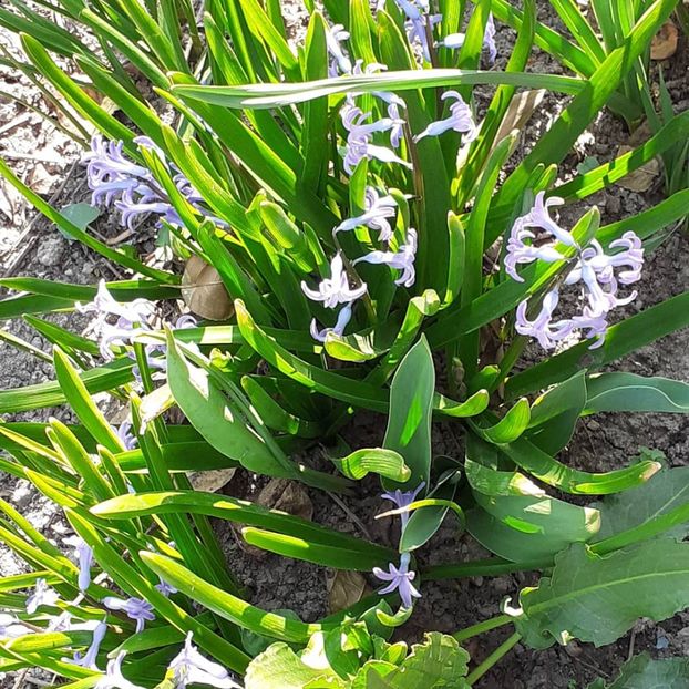  - 002Flori de primăvară 2021