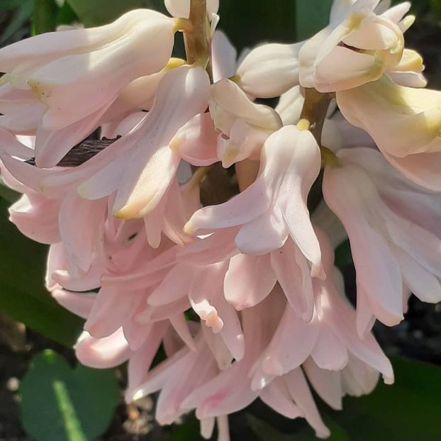  - 002Flori de primăvară 2021