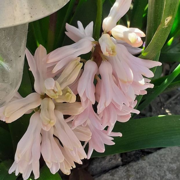  - 002Flori de primăvară 2021