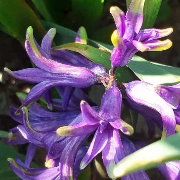  - 002Flori de primăvară 2021