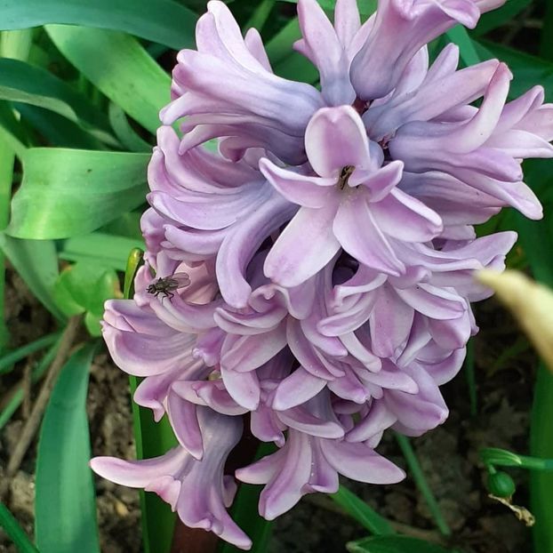  - 002Flori de primăvară 2021