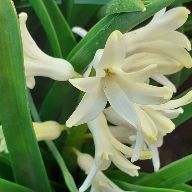  - 002Flori de primăvară 2021