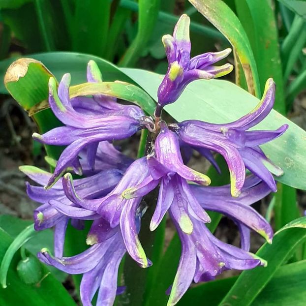  - 002Flori de primăvară 2021