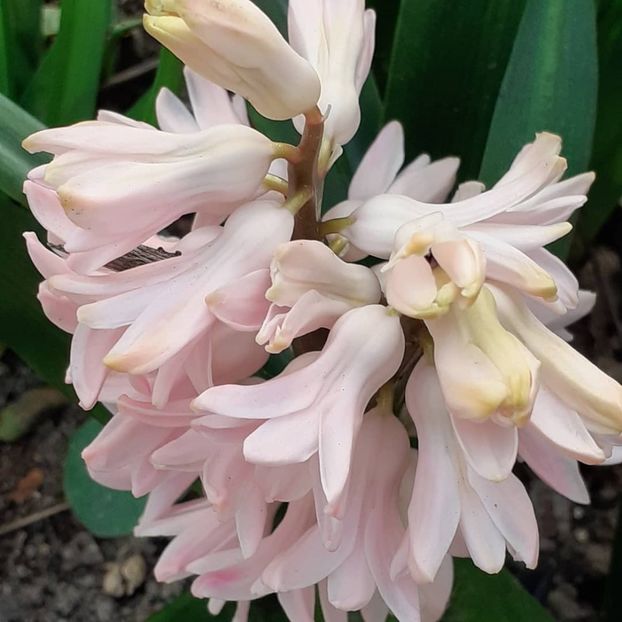  - 002Flori de primăvară 2021