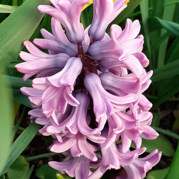  - 002Flori de primăvară 2021