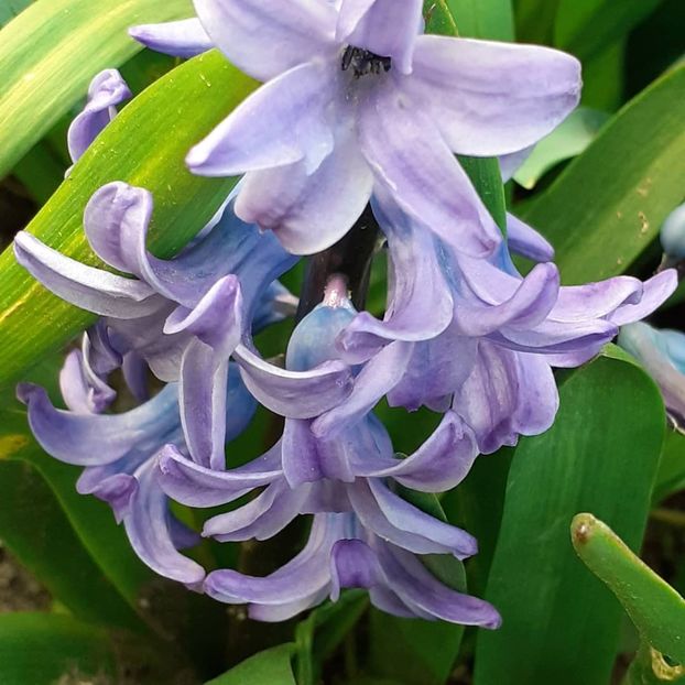  - 002Flori de primăvară 2021