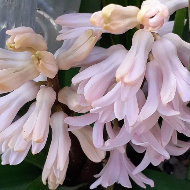  - 002Flori de primăvară 2021