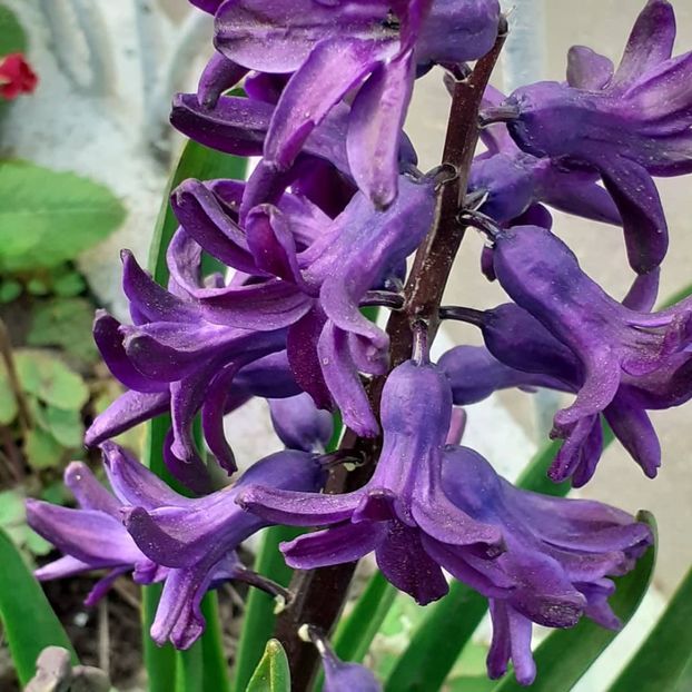  - 002Flori de primăvară 2021