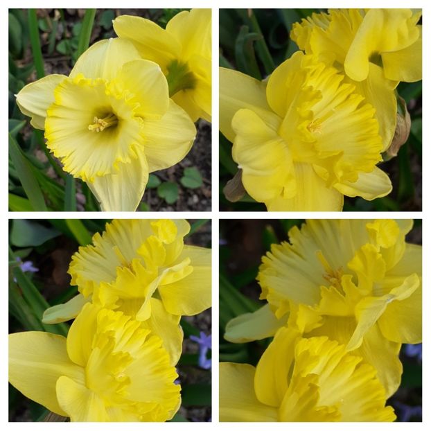 20210331_174407-COLLAGE - Narcise 2021