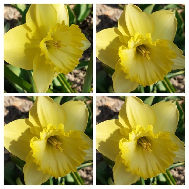 20210331_171958-COLLAGE - Narcise 2021