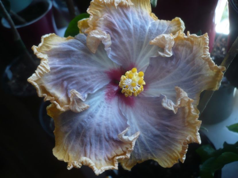 P1470525 - HIBISCUSI 2021-1