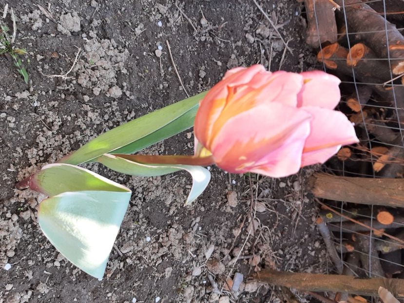  - La țară în martie 2021