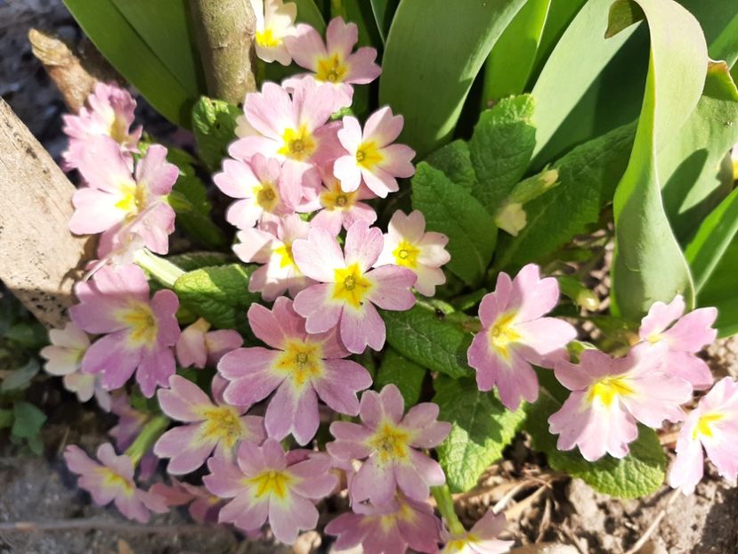  - La țară în martie 2021