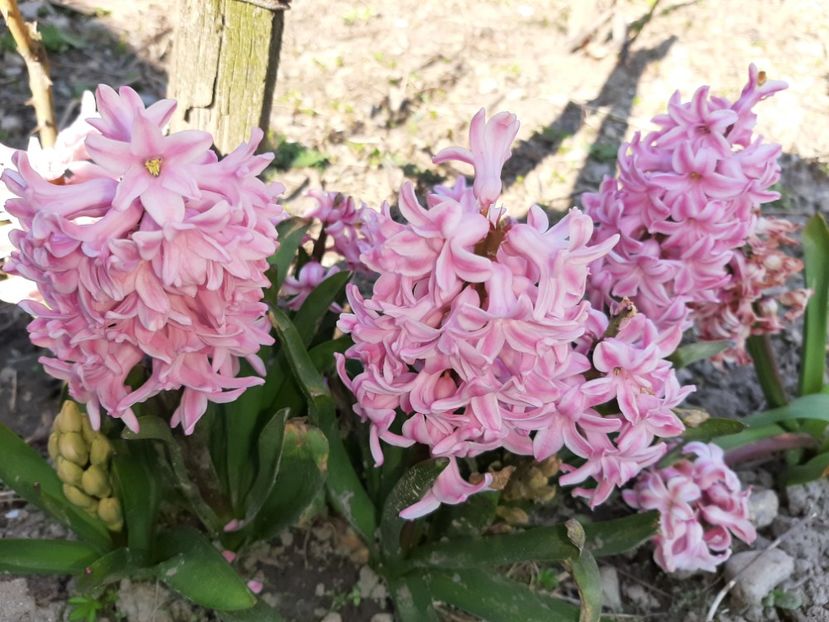  - La țară în martie 2021