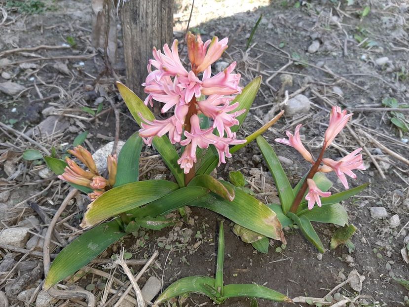  - La țară în martie 2021