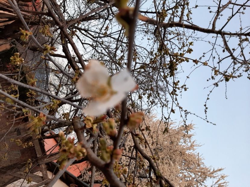  - La țară în martie 2021